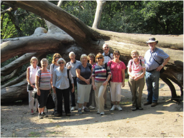 Active Ramblers Walking Group in front of large fallen tree, Hampstead Heath.